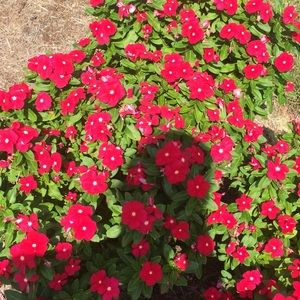 Meet your Posher, Daphney